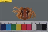 藏品(短指和尚蟹)的圖片